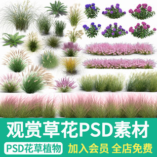 草観賞草PS庭の花ミラー植物ピンクデイジーセージ風景レンダリング後のPSD素材