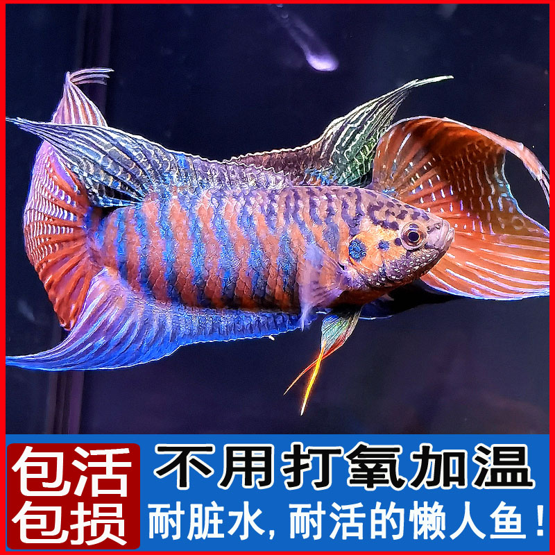Chinese betta cold water ornamental fish fry Freshwater Pu fork good betta live fish Small resistant live goldfish Koi live