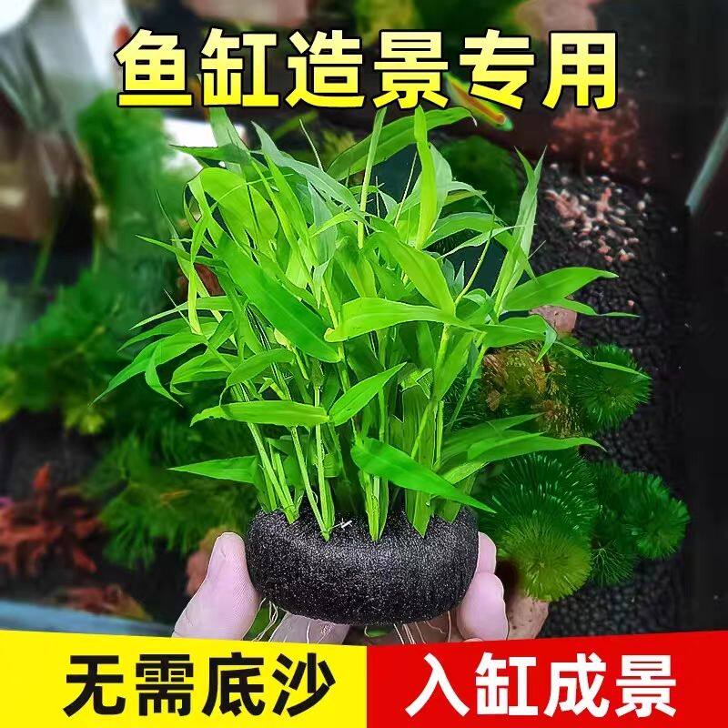 青竹水草真草-青竹水草真草促销价格、青竹水草真草品牌- 淘宝