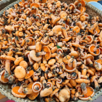 Hunan Xiangxi specialty Shanzhen fresh mushroom wild fungus yellow aspertine fungus June fungus cold fungus wild geese 500g
