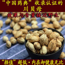 Sichuan Fritillaria authentic sulfur-free Sichuan Bei Chinese Pharmacopoeia certified content effect comparable to wild Kemachuanshen powder 30 grams