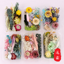 Eternal life dried flower material package festival handmade floral products diy scattered eternal life dried flower material mixed wholesale