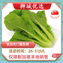(Vegetable) Chinese cabbage 1kg Singapore local delivery