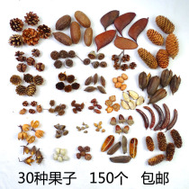 Handmade diy fruit 30 kinds of 150 natural fruit acorn pine cone kindergarten ring creation material package shooting props