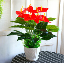 Fake Red Palm Plastic Basin Planted Flowers Hongyun When Head Green Plant Fake Flowers Bonsai Office Living Room Flower Opening Gifts