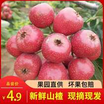 Fresh hawthorn fruit 5kg fresh Hawthorn raw large hawthorn cake Mountain red fruit big gold star candied haws found 3