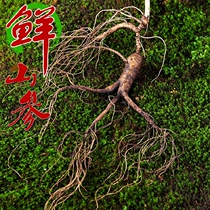 Changbai Mountain fresh ginseng 13-15 years wild mountain ginseng Fresh mountain ginseng bubble wine Wild forest ginseng seed cargo Changbai Mountain Ginseng