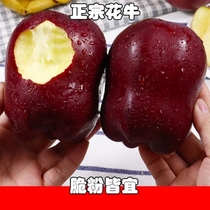 10 Jin Gansu Tianshui Huaoxu Apple Pink Apple Snake Fruit Fresh Seasonal Fruit Pregnant Baby Supplementary Food