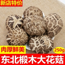 Northeast basswood mushroom farmhouse specialty mushroom golden mushroom meat thick mushroom wild cut leg bulk 250g
