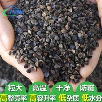 Black Bitter Buckwheat Cooked Shell Buckwheat Shell 10 Catty Bulk High Temperature Washed Pillow Filling Buckwheat Peel