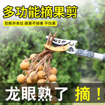 Scissors pick high branch cut fruit pick fruit pick loquat lychee fruit picker fruit pick fruit cutting fruit cutting fruit cutting fruit cutting
