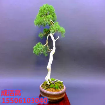 ajisawa 真柏 盆栽2 ソナレ盆栽！ ajisawa ソナレ 盆栽