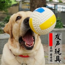 Pet toy vocal Labrador golden retriever large dog molar teeth bite-resistant training supplies ball dog toy ball