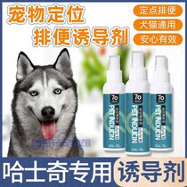 Haschic special supplies to guide large dog pet dogs with targeted defecation-inducing agents on toilet deities