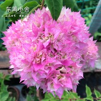 Fujimoto climbing double-petal Yijing triangle plum