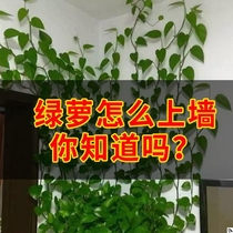 Green Luo climbing wall Green plant holder Green basket household incognito climbing clip clip paste artifact Climb up the wall winding