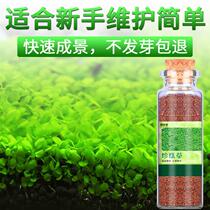 Water quality Landscape Lazy Man Set Aquatic Lawn Bionic Grass Mud Living Fish Pond Water Grass Clay Plant Small Fish Fish Tank
