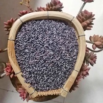 Yunnan Puer 2021 Farm old varieties purple rice new rice ecology without any addition 20 Jin 200 yuan