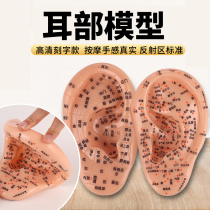 Large number clear lettering ear model ear model Massage Ear Film Auricular Auricular Auricular Model Ear Model Human Body