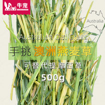 Cow Pet Imported green oat grass 500g Grass section Rabbit Chinchilla Dutch pig Guinea pig forage hay