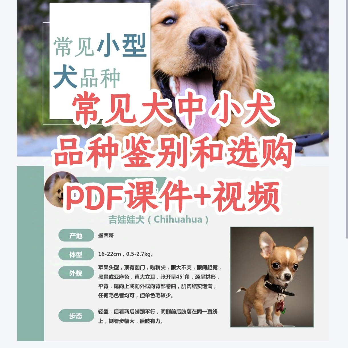 🐾 狗狗新手指南| 常见犬品种鉴别和饲养秘籍🐶-宠物-淘宝好物网