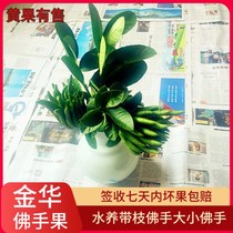 (With branches of water to raise the size of bergamot fruit) Jinhua bergamot fresh bergamot Golden bergamot Citron fresh bergamot
