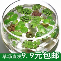 Fish tank building waterweed plant fish tank water grass duckweed simulation plastic flower and grass aquarium decoration small swing piece