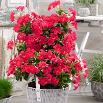 Wanli fragrant rattan flowerpot planting four seasons flowers Climbing flowers Double happiness Rattan Balcony courtyard hanging plant garden