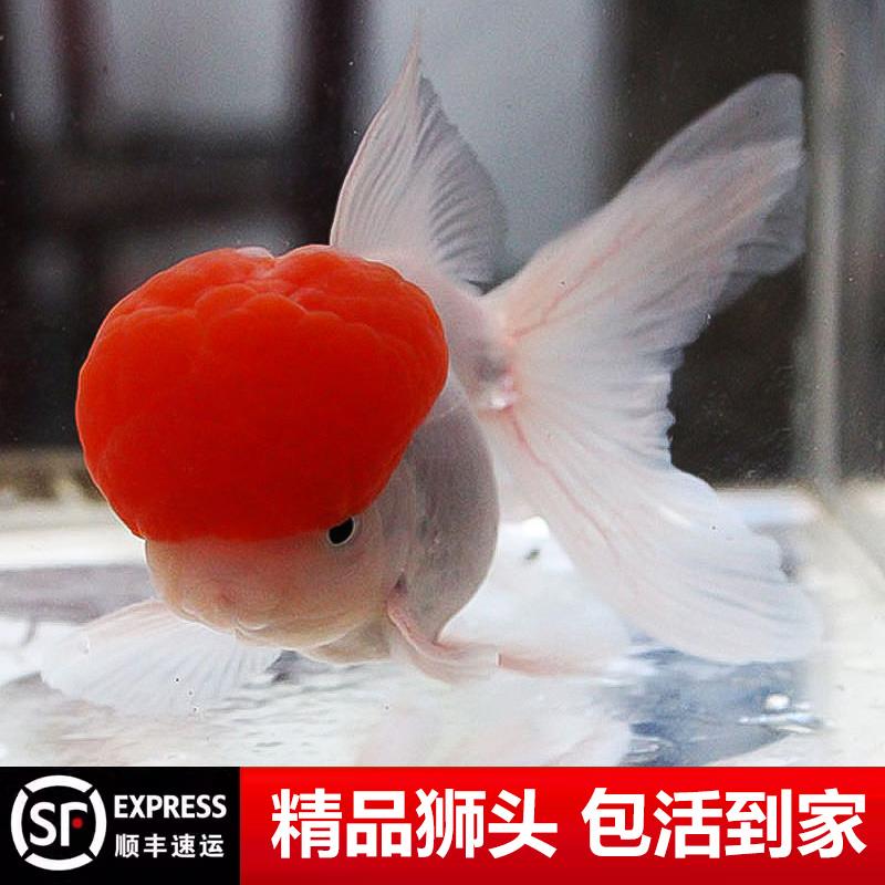 丹顶红狮子头-丹顶红狮子头促销价格、丹顶红狮子头品牌- 淘宝