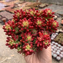 Rainbow jade brocade red is in excellent condition Many pieces make up the whole store full of 38