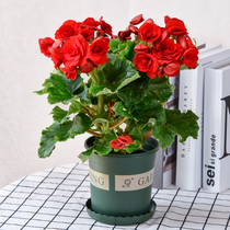 Lig double-leaf begonia potted indoor balcony bonsai flowers flower viewing plants are good to raise the four seasons of flowering constantly