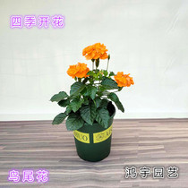 Bird-tailed flower pot plant garden balcony heat-resistant perennial host plant with buds delivery good maintenance 1 pot