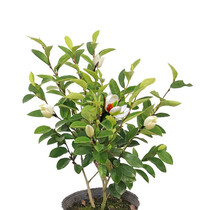 Smiling flower pot plant garden flowers Fragrant type with flowers delivery four seasons evergreen plants Indoor flowers Smiling flower saplings