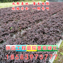 Chengdu nursery direct supply of safflower Wood safflower secondary wood spherical five-color plum shrub hedge greening belt courtyard project
