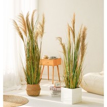 Simulation green plant indoor potted reed grass fake plant landscaping dry flower living room decoration floor live broadcast room decorative tree