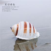 (Snails art) Natural seashells Sea Spire Spielenspietian Spirobefish Breeding Shell Multi-Meat Flower Pot Fish Tank Decorations