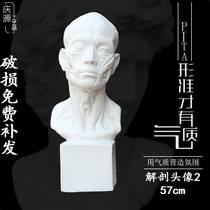 Art plaster teaching aids Gypsum plaster Gypsum Head Anatomical head 2 Muscle Head 57CM Sculpture ornaments