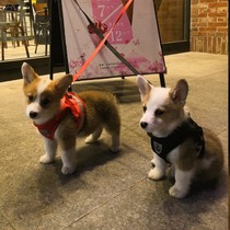 2021 Dog Traction Rope Vest Summer Rope Walking Dog Rope Walking Dog Rope Walking Dog Rope Strap Corky Puppies Chest Back