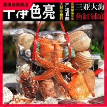 Hainan trinkets shell conch starfish home ornaments fish tank landscaping aquarium birthday gift childrens toys