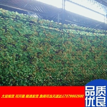 Thickened three-layer green sunshade net camouflage net sunshade net sunshade net