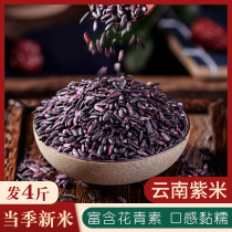 4 Jin purple rice Mojiang purple glutinous rice new rice black rice blood glutinous rice Yunnan specialty grain coarse grain no addition