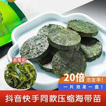 Compressed kelp small round cake dry ready-to-eat kelp non-washed kelp Sand-less mixed vegetables Compressed Uknot
