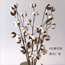 Dried flower 8 head cotton dried flower multi head cotton branch cotton bouquet shooting props cotton dried flower head