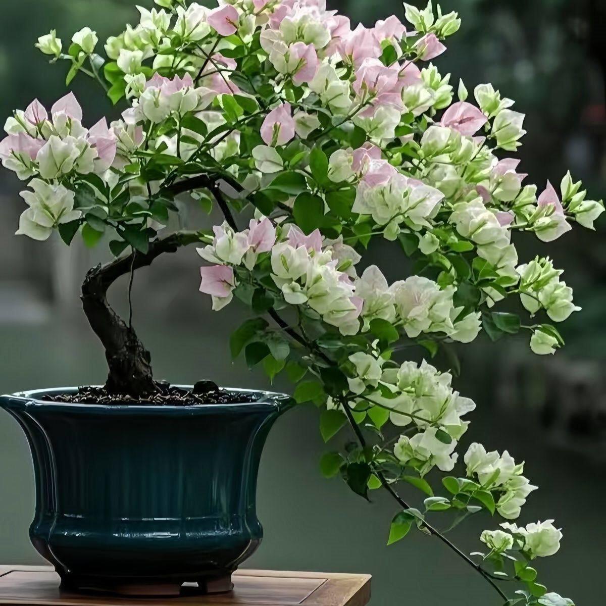 白三角梅-白三角梅促销价格、白三角梅品牌- 淘宝