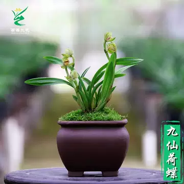 兰花苗矮种-兰花苗矮种促销价格、兰花苗矮种品牌- 淘宝