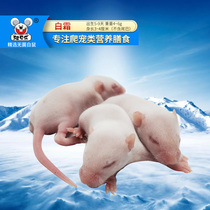 Fresh frozen sterile cat food snake food crocodile turtle lizard guard reptile horned frog adult mouse pressed into hairless mouse