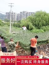 Direct sales anti-aerial photography camouflage net from forest camouflage net sunshade net mountain greening cover net decorative mesh