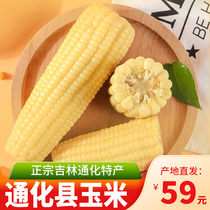 Tonghua County Jilin Province specialty sticky corn fresh sweet glutinous corn Wanwao vacuum packaging corn cob 10 whole box