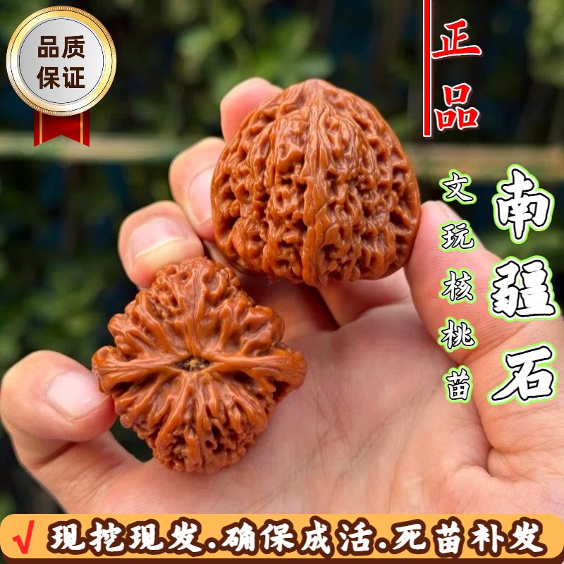 涿鹿南疆石凹底狮子头-涿鹿南疆石凹底狮子头促销价格、涿鹿南疆石凹底