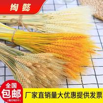 Natural wheat ear dried flower opening flower basket pastoral decoration decoration photography flower arrangement opening barley gift flower art